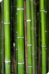 Crème revitalisante à la sève de bambou