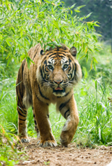 Barbie protège enfin les tigres de Sumatra