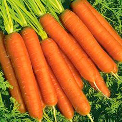 Galettes d’épeautre et de boulghour aux carottes persillées