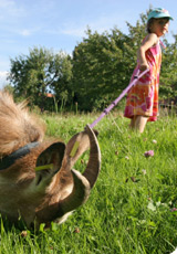 Insolite et écolo : des chèvres pour tondre la pelouse
