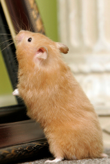 Hamster : champion de la roue en solitaire