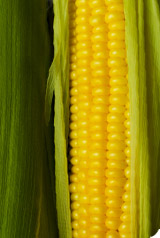 OGM : de l’urgence d’une évaluation enfin indépendante !