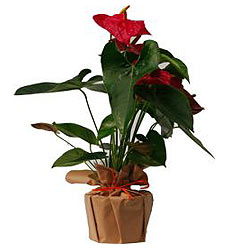 Anthurium rouge, Plantes boutik