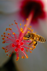 Sauvons les abeilles !